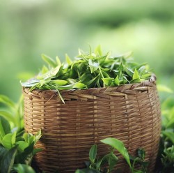 Mevlana 500-1000 г_49